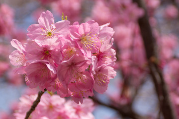 Fototapeta premium ヨウコウ（陽光）桜