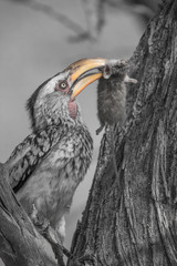 Southern yellow billed hornbill hunted a mouse, Etosha national park, Namibia, Africa