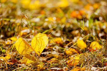 autumn leaves on the ground