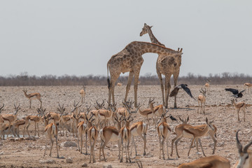 Giraffes and impalas in the desert, Etosha national park, Namibia, Africa © Tim on Tour
