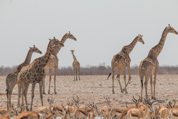 Giraffes and impalas in the desert, Etosha national park, Namibia, Africa