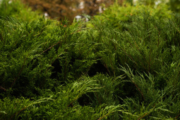 Bright green thuja branches is close