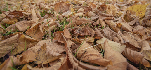 Horizontal background with of dry yellow leaves is macro, soft focus