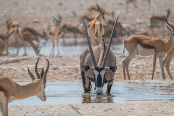 Oryx and Impalas at the waterhole, Etosha national park, Namibia, Africa