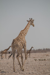 Giraffes in the desert, Etosha national park, Namibia, Africa