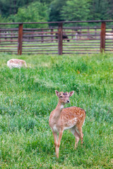 A young deer on the alert in a meadow with green grass