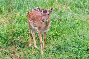 Naklejka na ściany i meble A young deer grazes in a meadow with green grass
