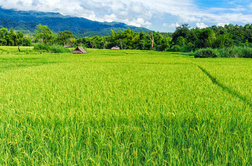 Obraz premium Landscape view of huts in the green rice field on the mountain with blue cloud sky