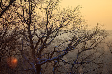 Leafless tree branches at dawn of the sun