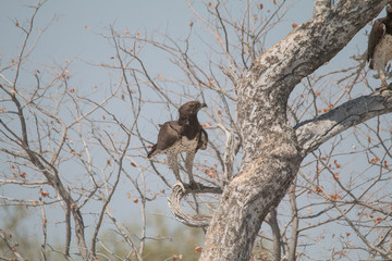 Martial Eagle in the Etosha national park, Namibia, Africa