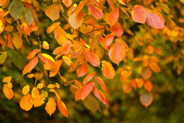 autumn leaves background
