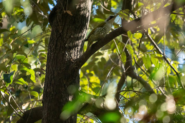 アオゲラ　珍しく水平に近い枝を移動中