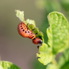 Colorado potato beetle in the garden