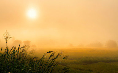 landscape view of  fresh rice field with sunrise sky in foggy day