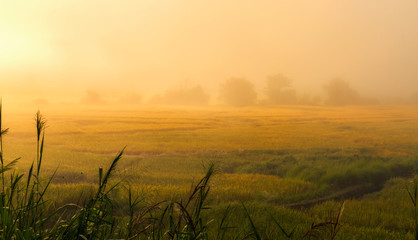 landscape view of  fresh rice field with sunrise sky in foggy day