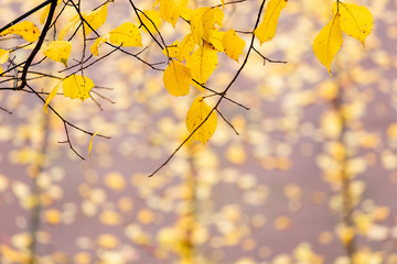 branch with autumn leaves background