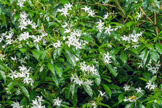 White Sampaguita Jasmine or Arabian Jasmine flowers blossom in flower garden (Jasminum sambac (L.) Aiton; Oleaceae)