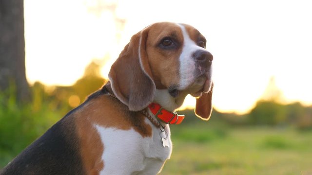 Timid dog look at distance and sniff air, close portrait shot at park, blurred background. Cute beagle with long drop ears, watch something with attention