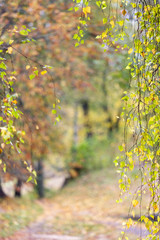 branches with autumn leaves background
