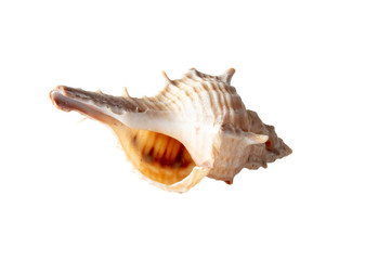 Sea shell isolated on a white background