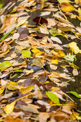 autumn leaves on a felled tree lying on the ground