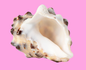 Sea shell isolated on a pink background