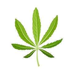 Cannabis Detailed Leaf Vector Illustrated Object Isolated On White Background