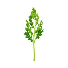 Top Leaves of Carrot Vector Illustrated Element.