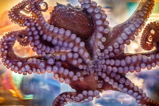 giant pacific octopus tentacles