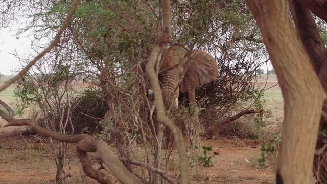 Full shot, slow motion of rare sight, red elephant in Tsavo East National Park in Kenya. Beautiful brown elephant with orange and red spots facing camera.