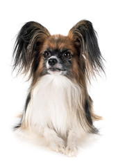 papillon dog in studio