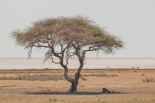 Big male Lion under an acacia tree, Etosha national park, Namibia, Africa
