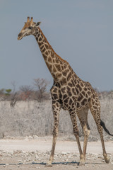 Obraz na płótnie Canvas Portrait of a male giraffe, Etosha national park, Namibia, Africa