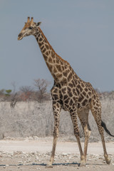 Portrait of a male giraffe, Etosha national park, Namibia, Africa