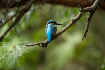 Obraz premium カワセミ！