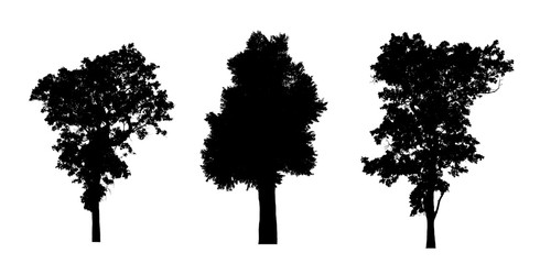 coniferous tree silhouettes isolated on white background