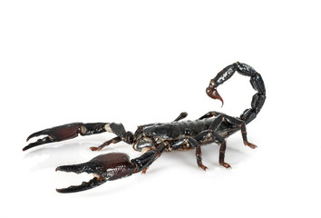 heterometrus spinifer in studio