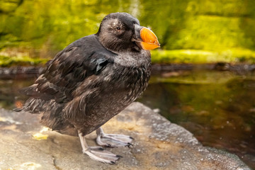 tufted puffin in aquarium