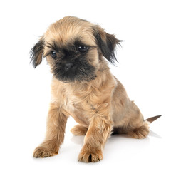 puppy shih tzu