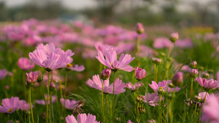 Obraz na płótnie Canvas Field of pretty pink petals of Cosmos flowers blossom on green leaves and small bud in a park , on blurred background