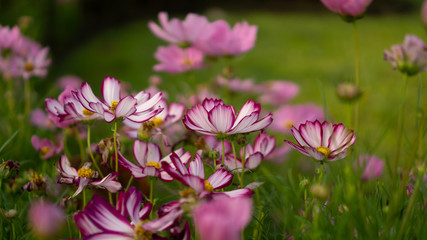 Fototapeta premium Field of pretty purple and pink petals of Cosmos flowers blossom on green leaves, small bud in a park , blurred lawn on background