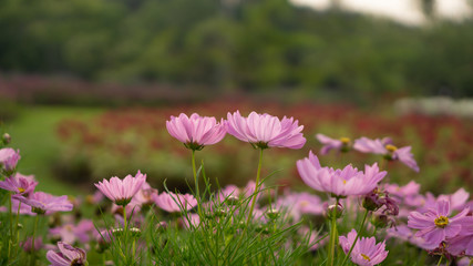Field of pretty pink petals of Cosmos flowers blossom on green leaves, small bud in a park , blurred red flowering, lawn and trees on background