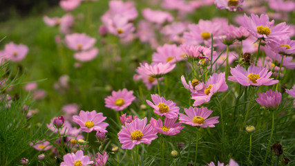 Obraz na płótnie Canvas Field of pretty pink petals of Cosmos flowers blossom on green leaves, small bud in a park , blurred background