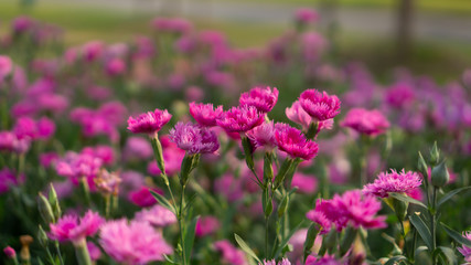 Field of beautiful pink petals of Carnation flower blossom on green leaves in a park, blurred background, known as Clove pink