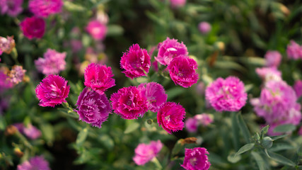 Field of beautiful pink petals of Carnation flower blossom on green leaves in a park, blurred background, known as Clove pink, top view photo
