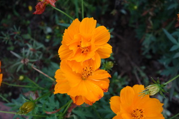 雨に濡れたキバナコスモスの花
