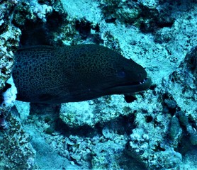 morze ryba nurkowanie podwodne rafa