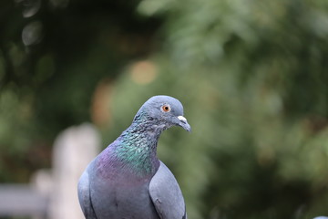 Front view of the face of Rock Pigeon face to face.Rock Pigeons crowd streets and public squares, living on discarded food and offerings of birdseed.