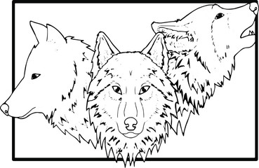 three wolf heads in frame