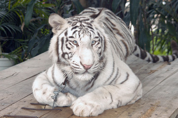 White tiger on display in China zoo.